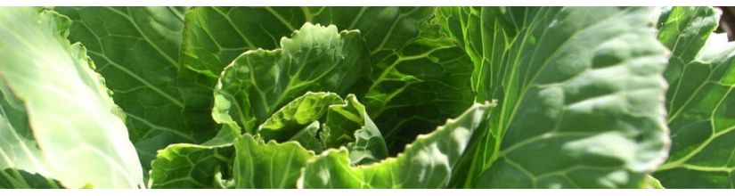 Cabbage Seeds