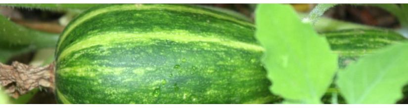 Courgette Seeds