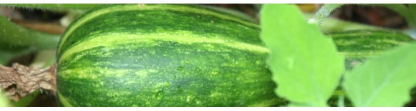 Courgette Seeds