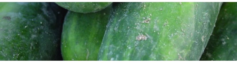 Cucumber Seeds