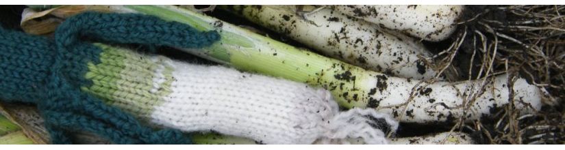 Growing Leek from Seeds