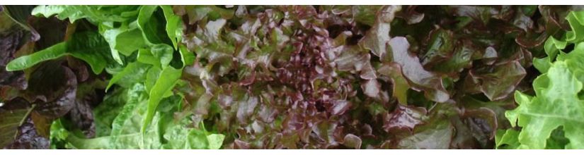 Grow your own lettuce from seed.