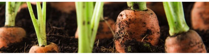 Quality carrot seeds. Grow your own carrots all year.