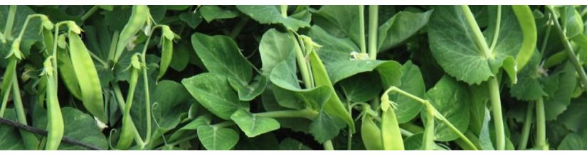 Pea Seeds. Sow & Grow Peas from Seed