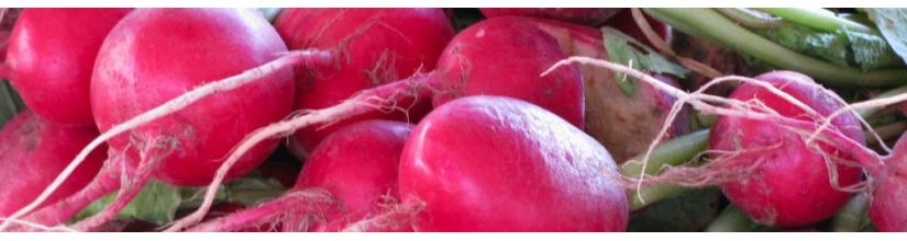 Radish Seeds