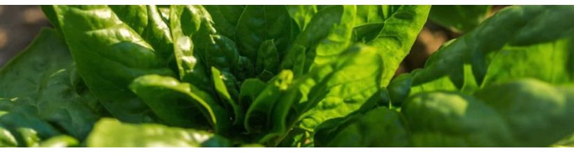 Spinach Seeds