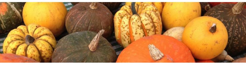 Squash Seeds