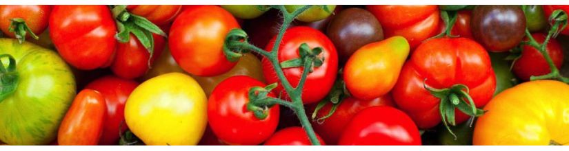 Grow tomatoes from seed. UK sourced tomato seed.