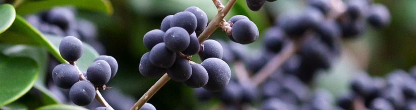 Currant Bushes