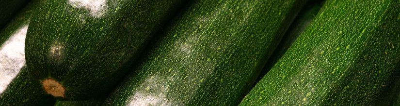 Organic Courgette Seeds