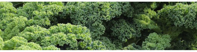 Kale Seeds