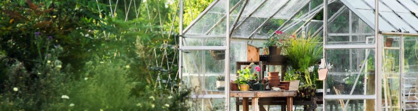 A collection of seeds to grow in the Greenhouse