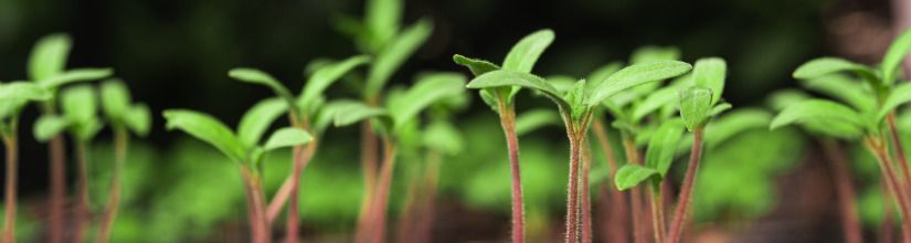 Vegetable Plug Plants