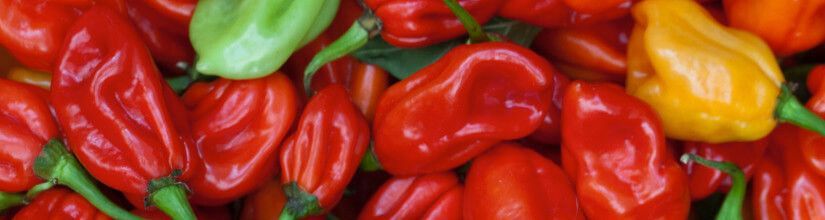 Chilli Seeds UK. Hot & Very Hot Pepper Seeds.