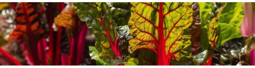 Chard Seeds