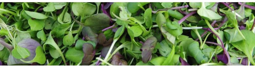 Grow your own Microgreens at home. Grow Microgreens all year!