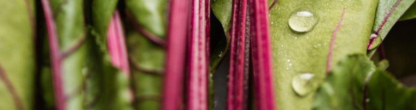 Organic Chard