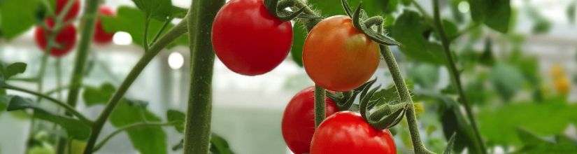 Blight Resistant Tomatoes