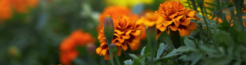 Marigold Seeds