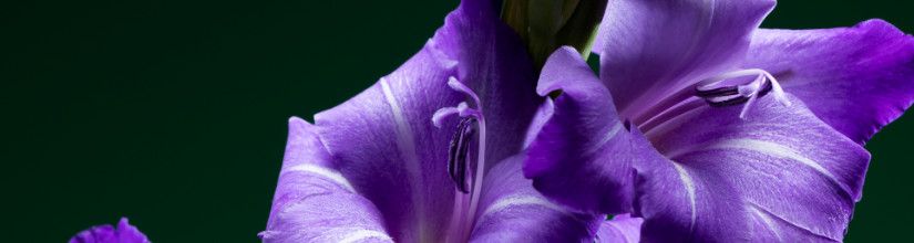 Sweet Pea Seeds