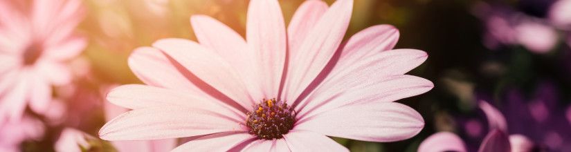 Cosmos Seeds