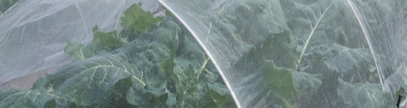 Insect Netting