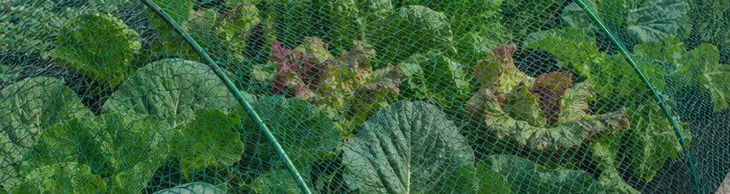 Bird & Butterfly Netting