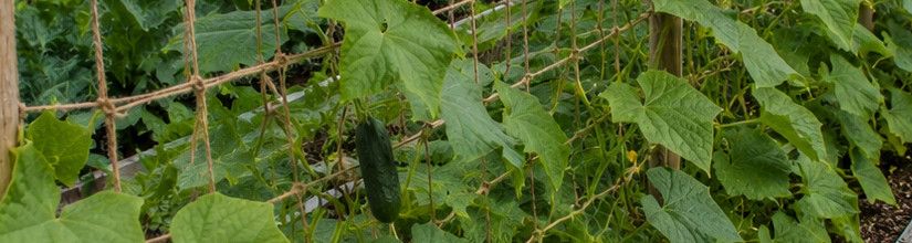 Plant Netting