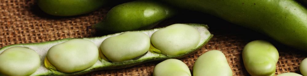 Broad Bean Seeds