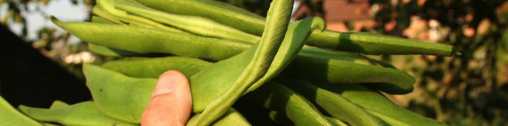 Runner Bean Seeds