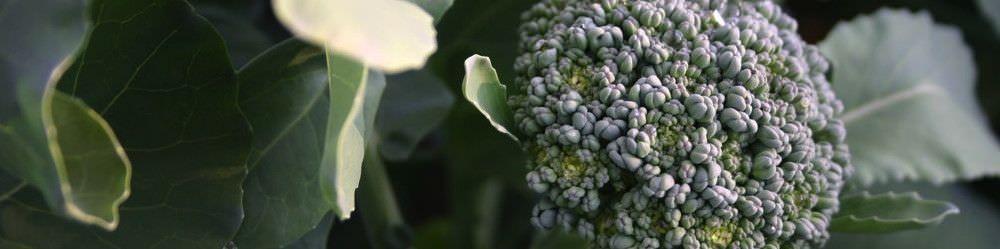 Broccoli Seeds