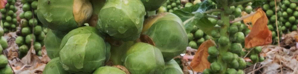 Brussels Sprout Seeds