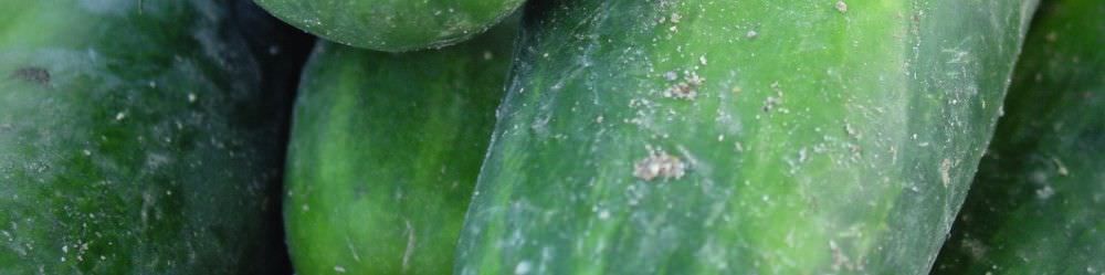 Cucumber Seeds