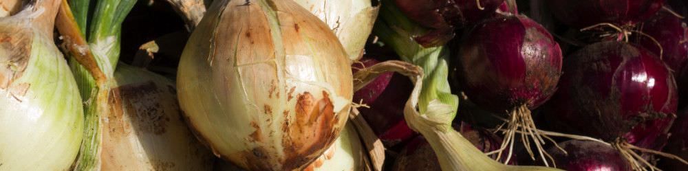 Onion Seeds