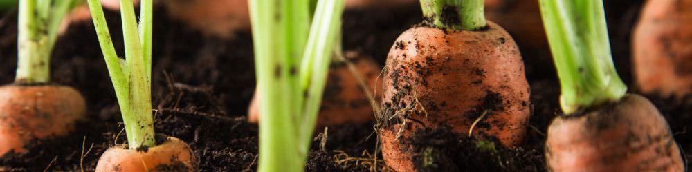 Carrot Seeds