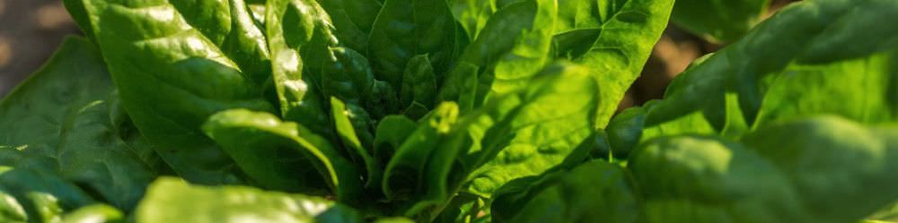 Spinach Seeds