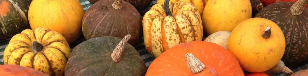 Squash Seeds