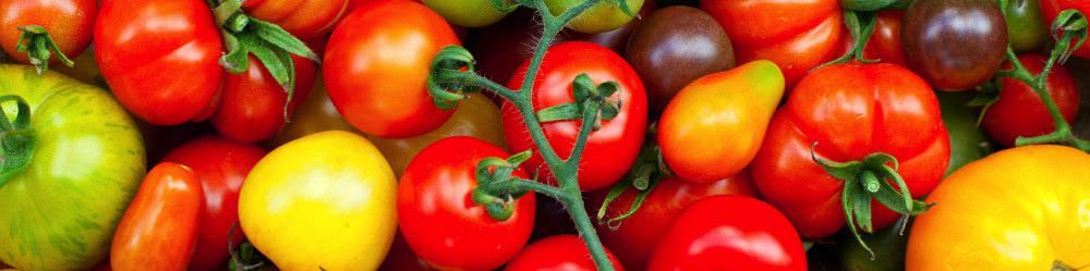 Tomato Seeds