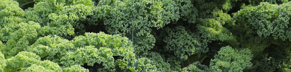 Kale Seeds