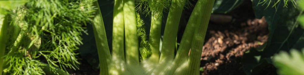 Fennel Seeds