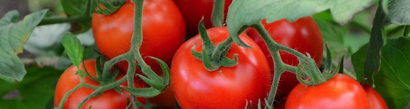 Hanging Basket Tomatoes