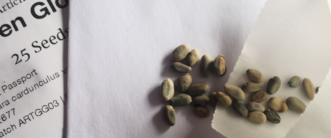 What Do Artichoke Seeds Look Like?
