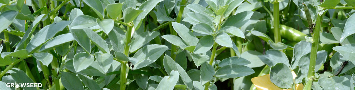 Broad Bean Buying Guide