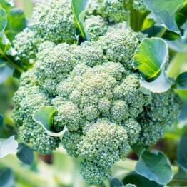 Broccoli Head - Planting Program