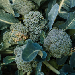 Broccoli Sprouting Planting Program