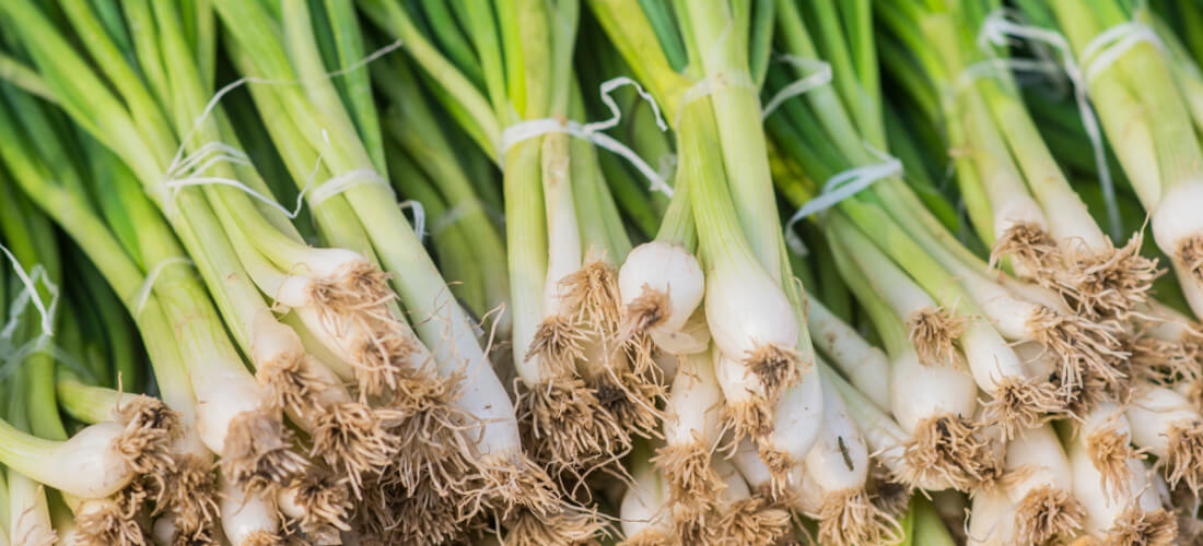 Spring Onions Key Growing Information