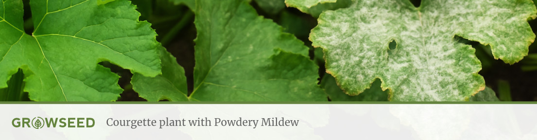 Courgette plant with powdery mildew