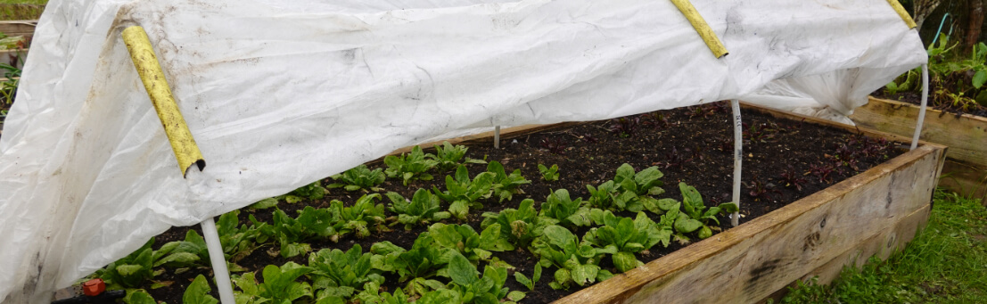 Garden fleece over a raised bed