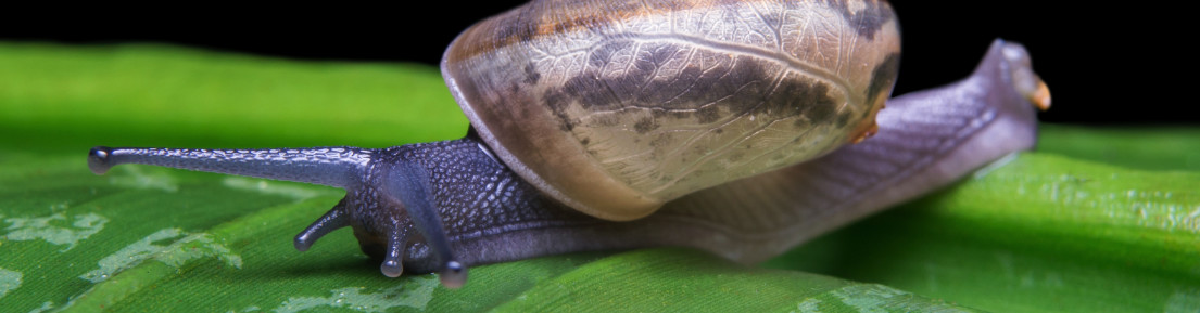 Common Garden Pests