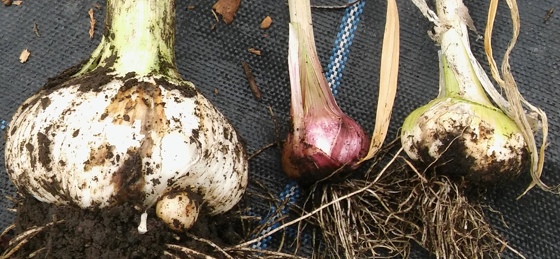 Garlic Harvest